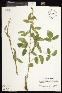Desmodium illinoense image