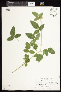 Desmodium illinoense image