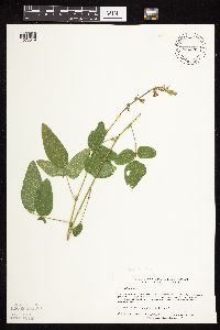 Desmodium illinoense image