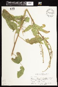 Desmodium illinoense image