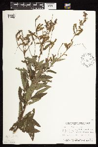 Desmodium illinoense image