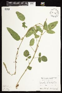 Desmodium illinoense image