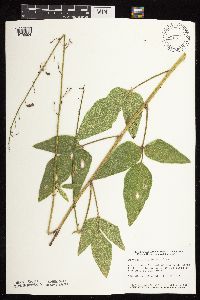 Desmodium illinoense image