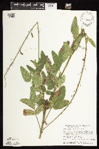 Desmodium illinoense image