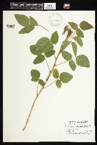 Desmodium illinoense image
