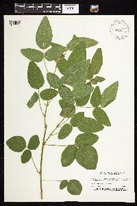 Desmodium illinoense image