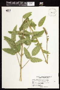 Desmodium illinoense image