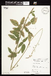 Desmodium illinoense image