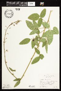 Desmodium illinoense image