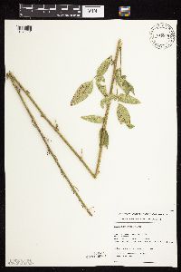 Desmodium illinoense image