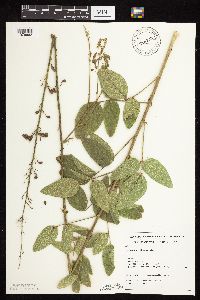 Desmodium illinoense image