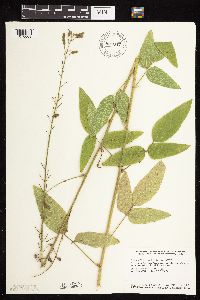 Desmodium illinoense image