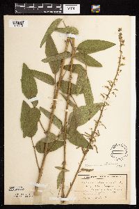 Desmodium illinoense image