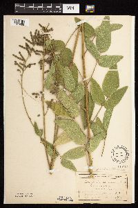 Desmodium illinoense image
