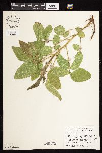 Desmodium illinoense image