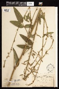Desmodium illinoense image