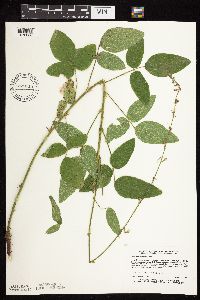 Desmodium illinoense image