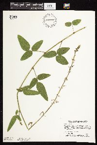 Desmodium illinoense image