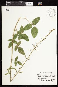 Desmodium illinoense image