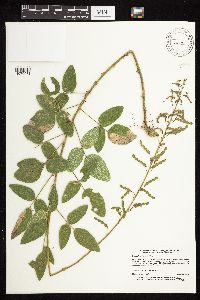 Desmodium illinoense image