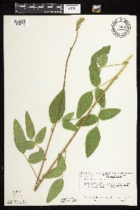 Desmodium illinoense image