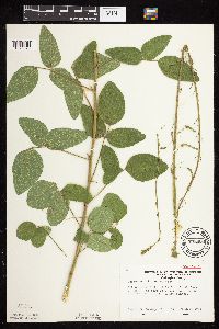 Desmodium illinoense image