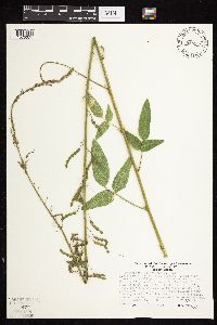 Desmodium illinoense image