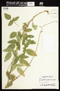 Desmodium illinoense image