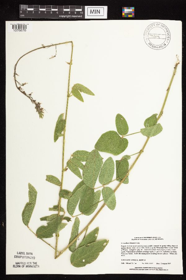 Desmodium image