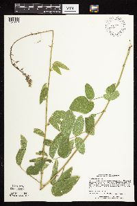 Desmodium illinoense image