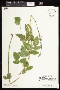 Desmodium illinoense image