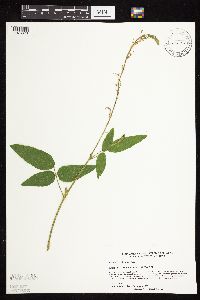 Desmodium illinoense image