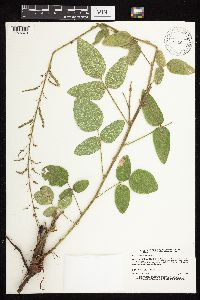 Desmodium illinoense image