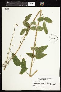 Desmodium illinoense image