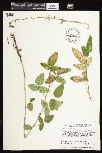 Desmodium illinoense image