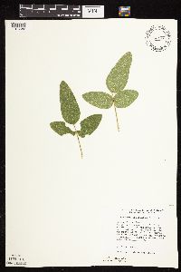 Desmodium illinoense image