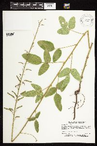 Desmodium illinoense image
