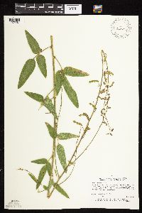 Desmodium illinoense image