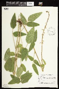 Desmodium illinoense image