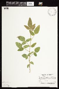 Desmodium illinoense image