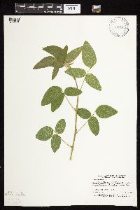 Desmodium illinoense image