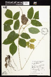 Image of Desmodium nudiflorum