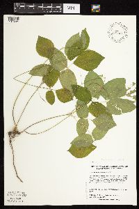 Hylodesmum nudiflorum image