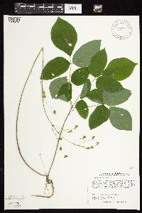Hylodesmum nudiflorum image