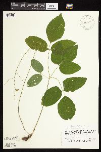 Hylodesmum nudiflorum image