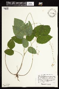 Hylodesmum nudiflorum image