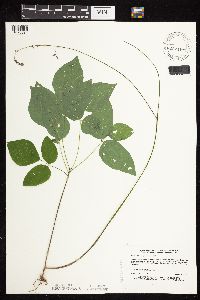 Hylodesmum nudiflorum image