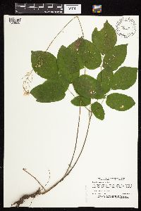 Hylodesmum nudiflorum image