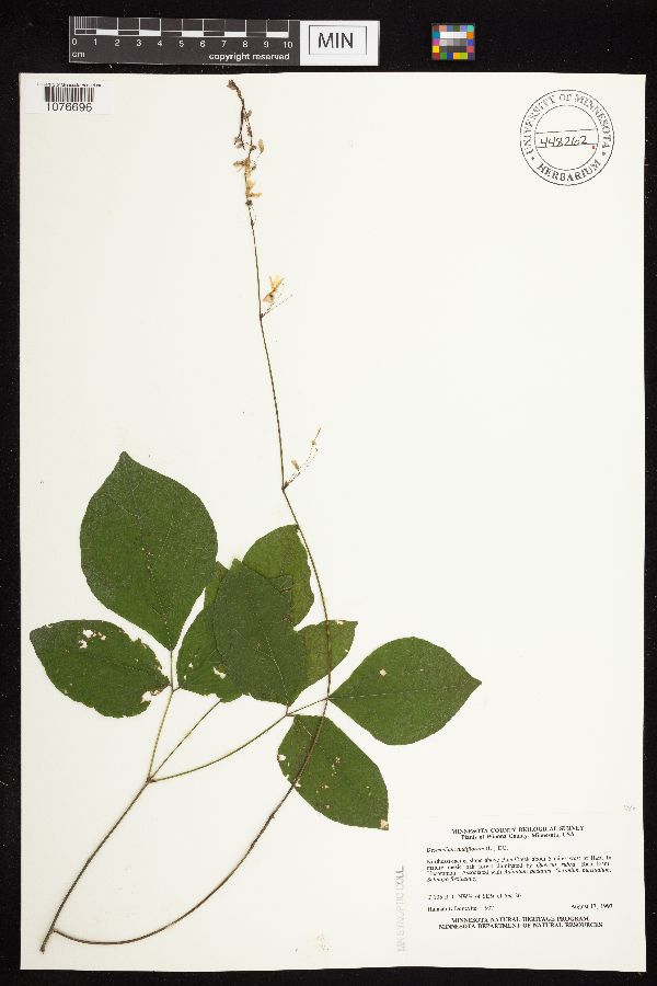 Hylodesmum nudiflorum image