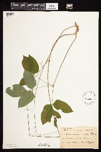 Hylodesmum nudiflorum image
